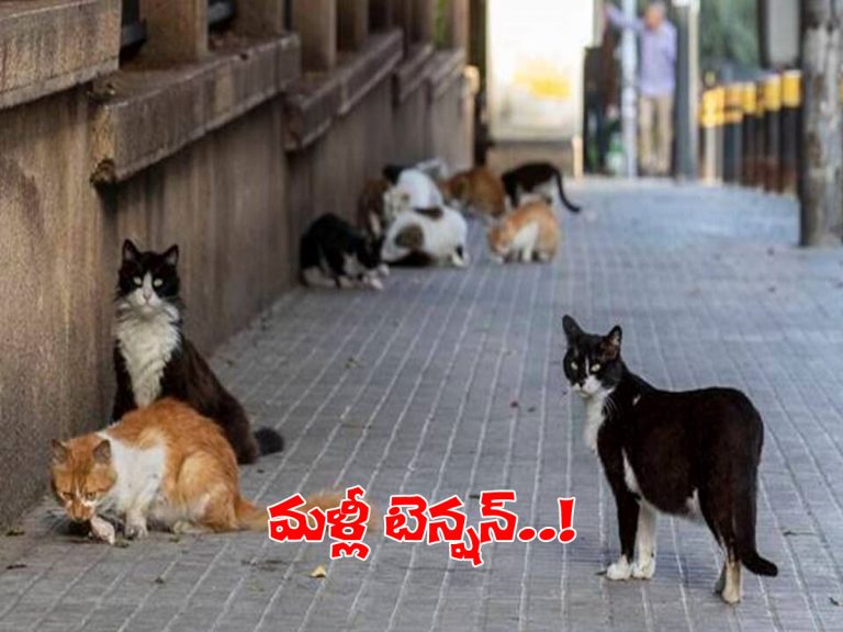 చైనాలో మళ్లీ టెన్షన్‌.. ఇప్పుడు పిల్లుల నుంచి..!