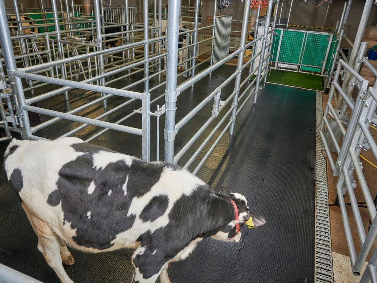 టాయ్‌లెట్‌కి వెళ్లి మూత్రం పోస్తున్న ఆవులు..