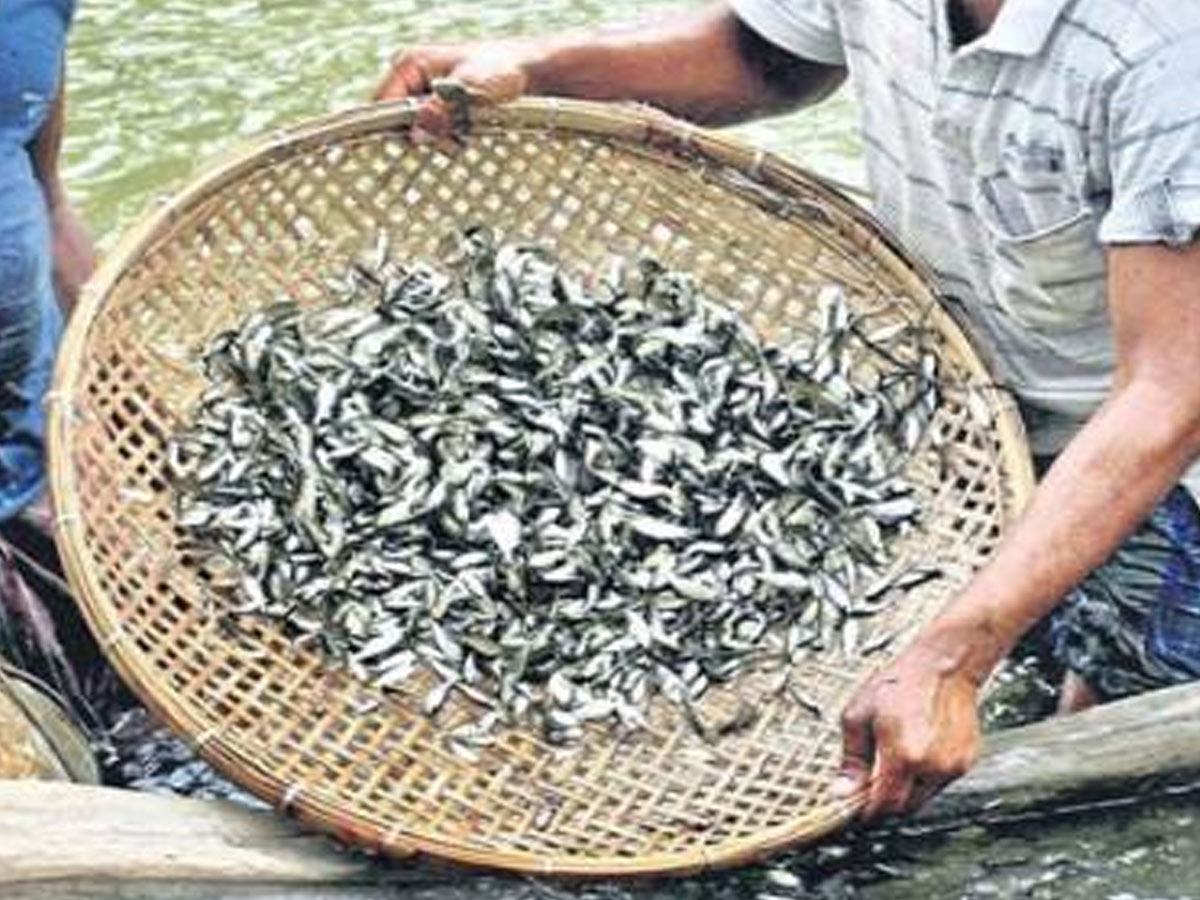 తెలంగాణలో చేప పిల్లల పంపిణీ ప్రారంభం