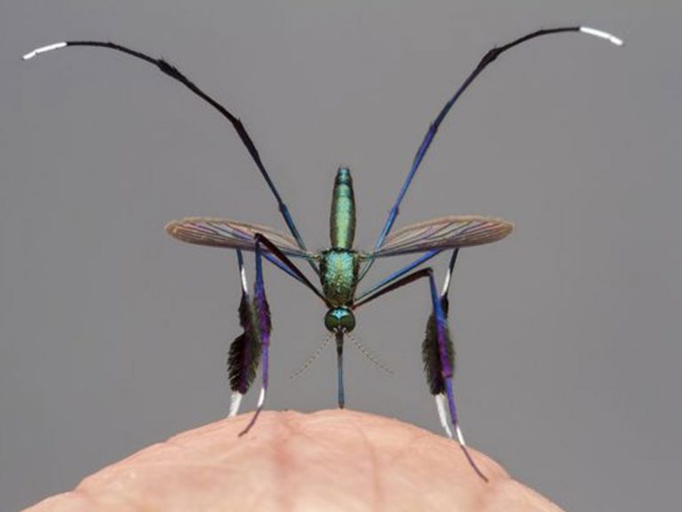 అవార్డు తెచ్చిన అందమైన దోమ!!