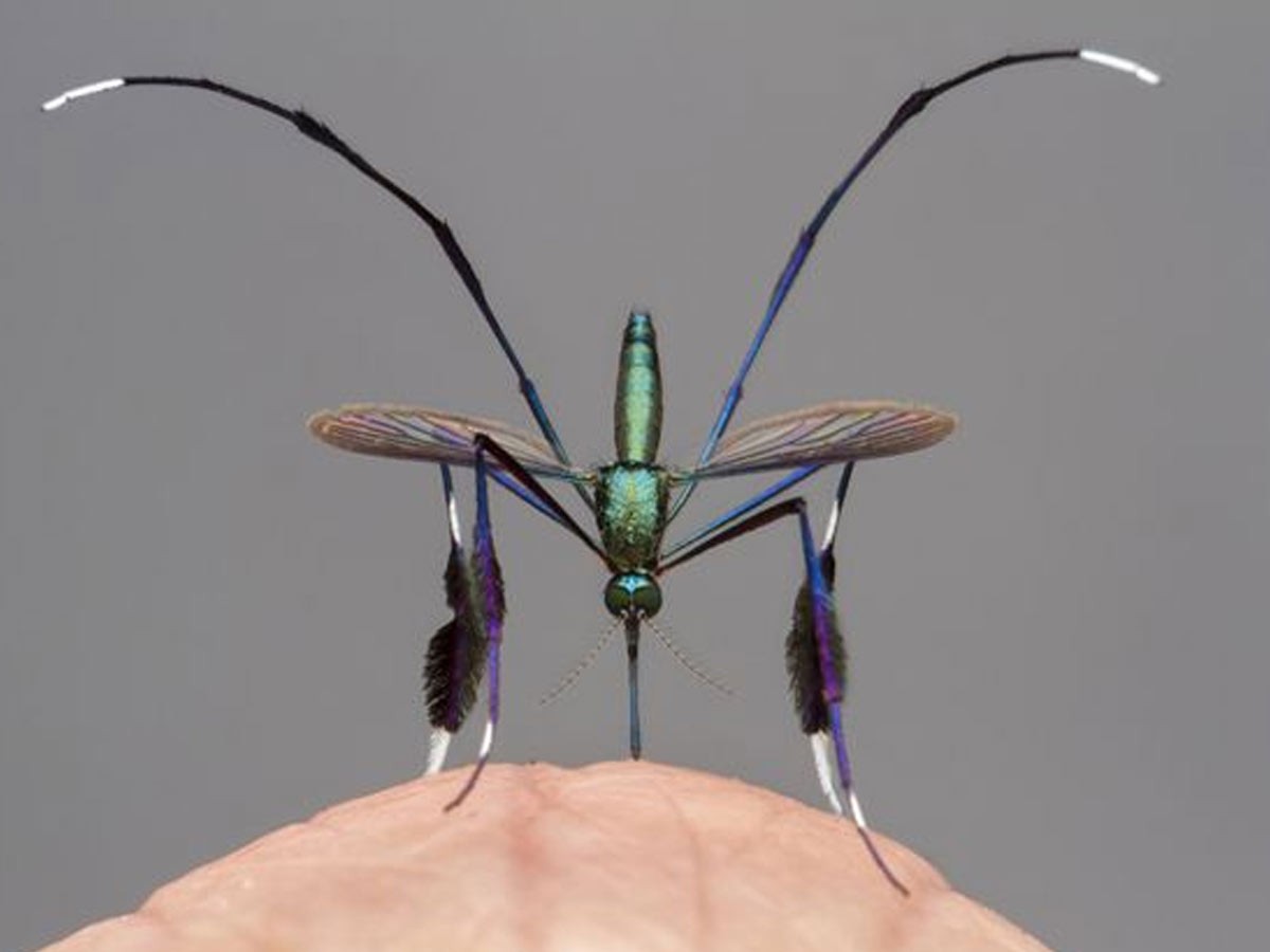 అవార్డు తెచ్చిన అందమైన దోమ!!