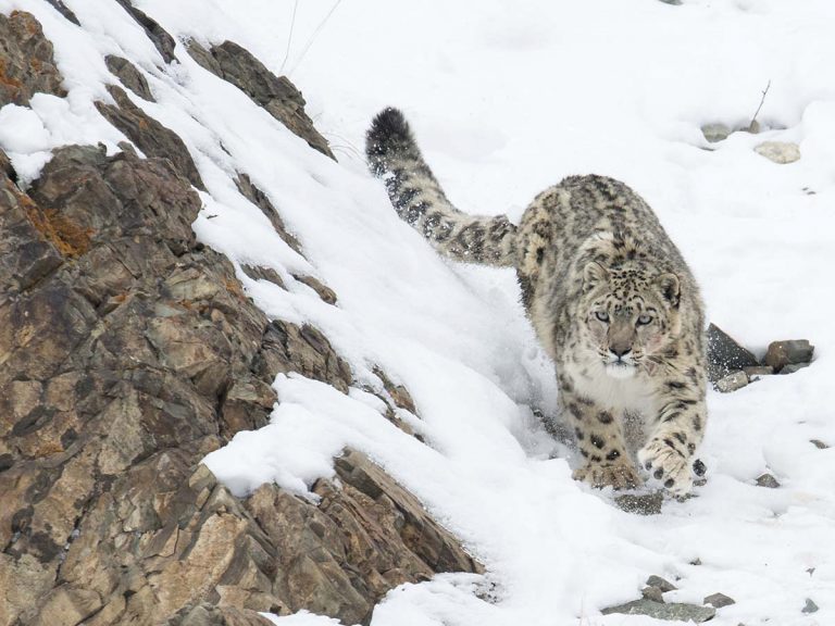 బాబోయ్ ఈ వీడియో చూస్తే గుండెలు జారిపోవడం ఖాయం…పర్వతంపై నుంచి ప‌డినా…