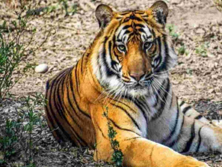 కొమురం భీమ్ జిల్లాలో ఆగని పులి దాడులు