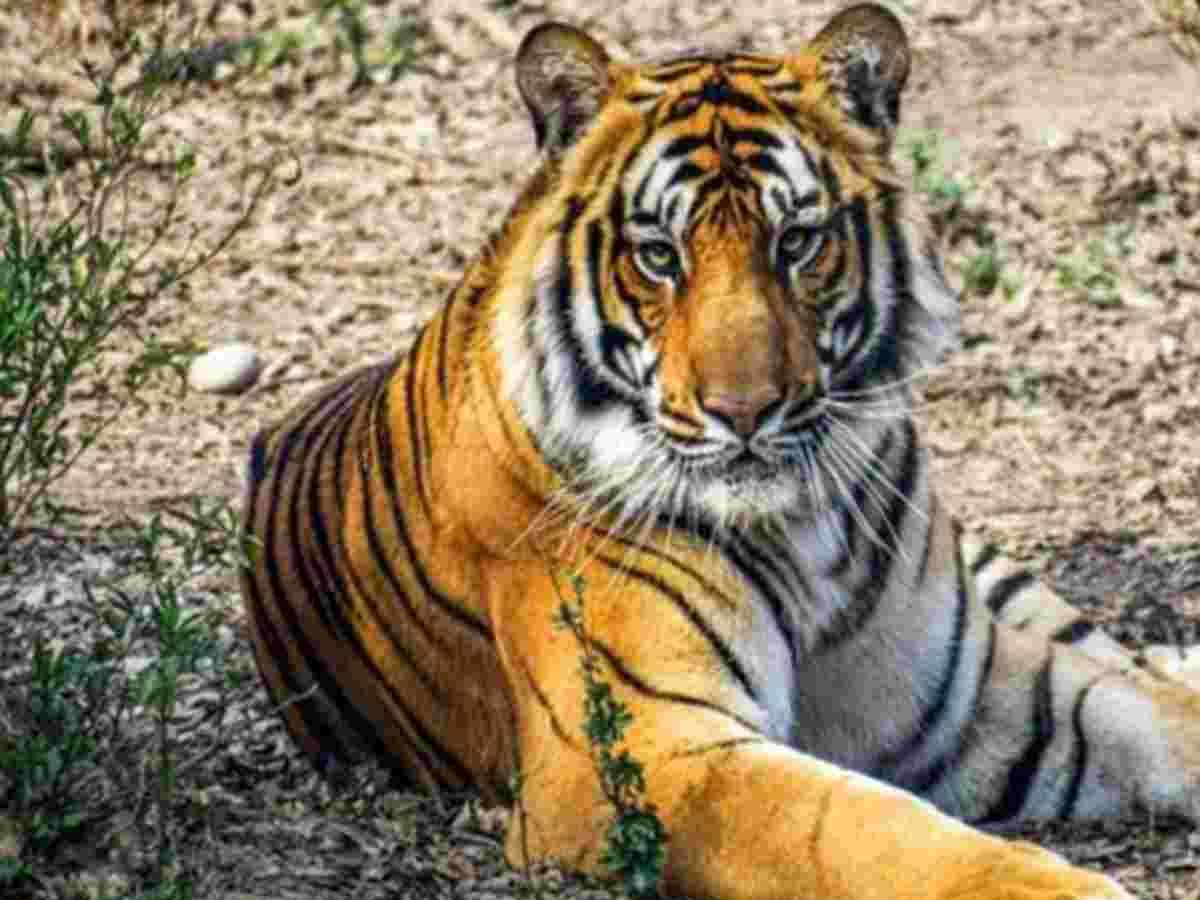 కొమురం భీమ్ జిల్లాలో ఆగని పులి దాడులు