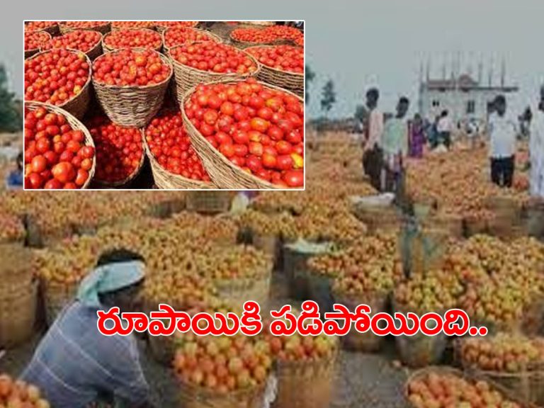 రూపాయికి పడిపోయిన కిలో టమోటా ధర.. రైతుల ఆందోళన..