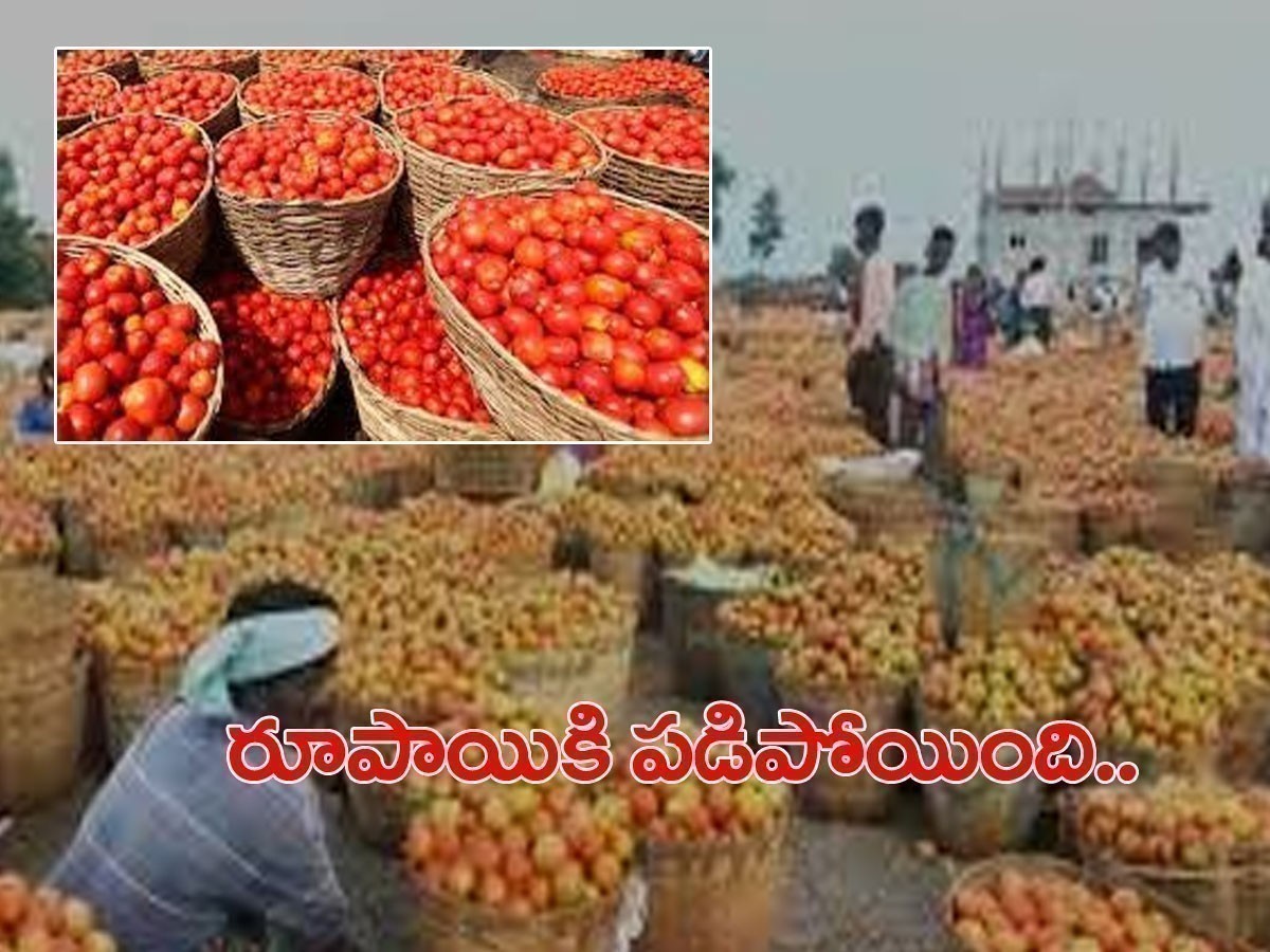 రూపాయికి పడిపోయిన కిలో టమోటా ధర.. రైతుల ఆందోళన..