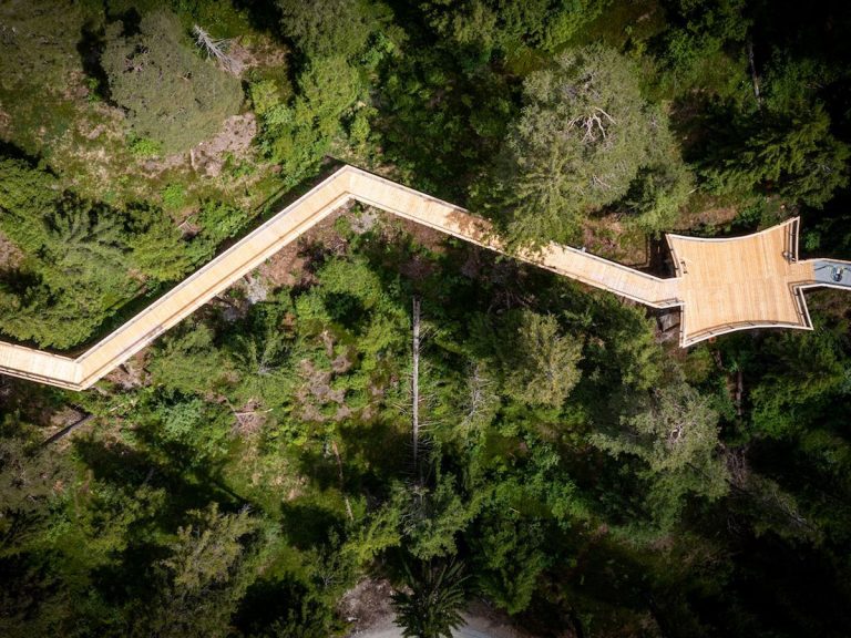 చెట్ల మీద ప్రయాణం…