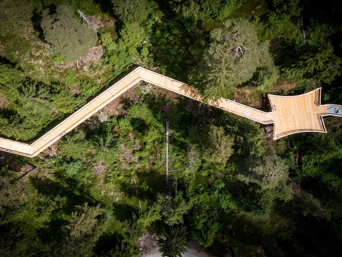 చెట్ల మీద ప్రయాణం…