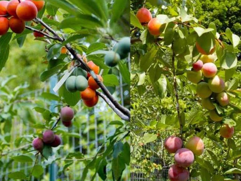 వైర‌ల్‌:  ఒకే చెట్టుకు 40 ర‌కాల పండ్లు…