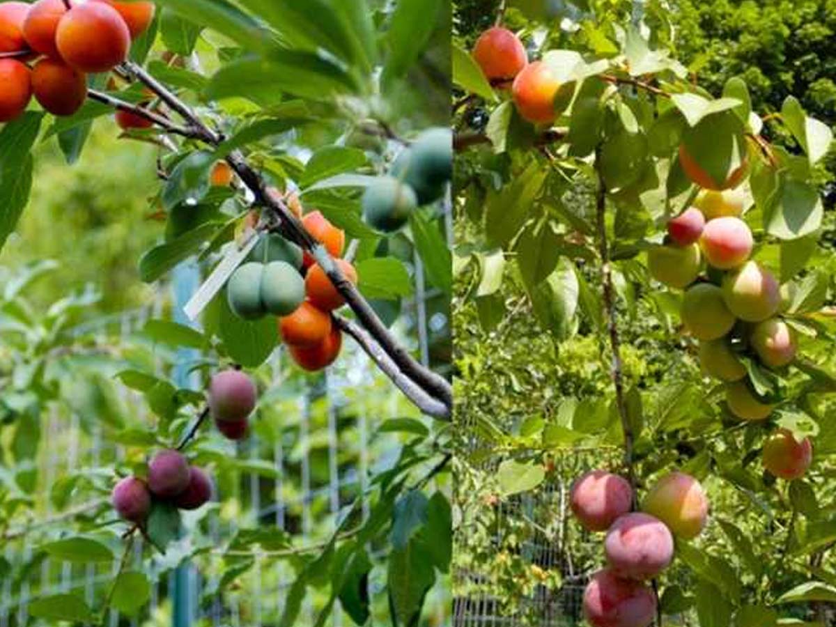 వైర‌ల్‌:  ఒకే చెట్టుకు 40 ర‌కాల పండ్లు…