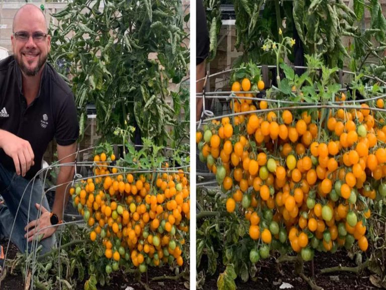 ఒక్క‌ టమోటా చెట్టుకు 839 కాయ‌లు…కిటుకు తెలిస్తే ధ‌ర‌లు…