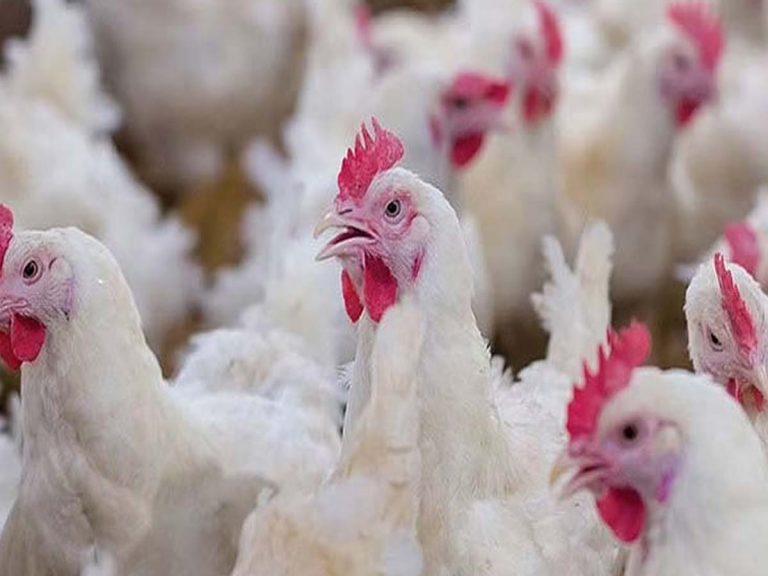 Chicken Price : కొండెక్కిన కోడి ధర.. ట్రిపుల్ సెంచరీ..