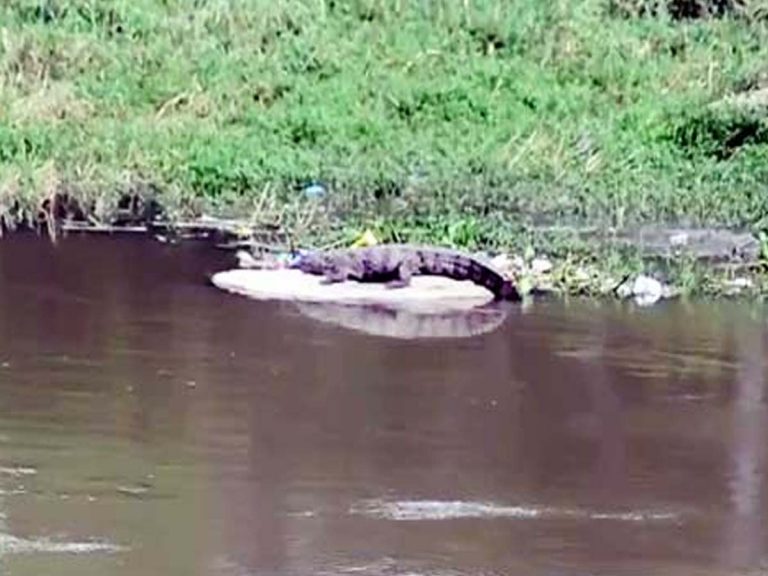 మూసీలో మొస‌లి… భ‌యాందోళ‌న‌లో స్థానికులు…