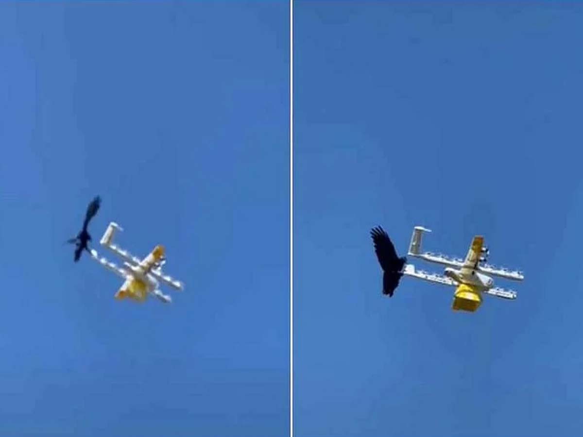 విచిత్రం:  డ్రోన్‌పై కాకి దాడి… ఎందుకో తెలుసా?