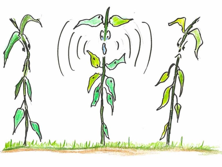 మొక్క‌లు కూడా ఎంచ‌క్కా మాట్లాడుకుంటాయ‌ట‌… ఎలానో తెలుసా?