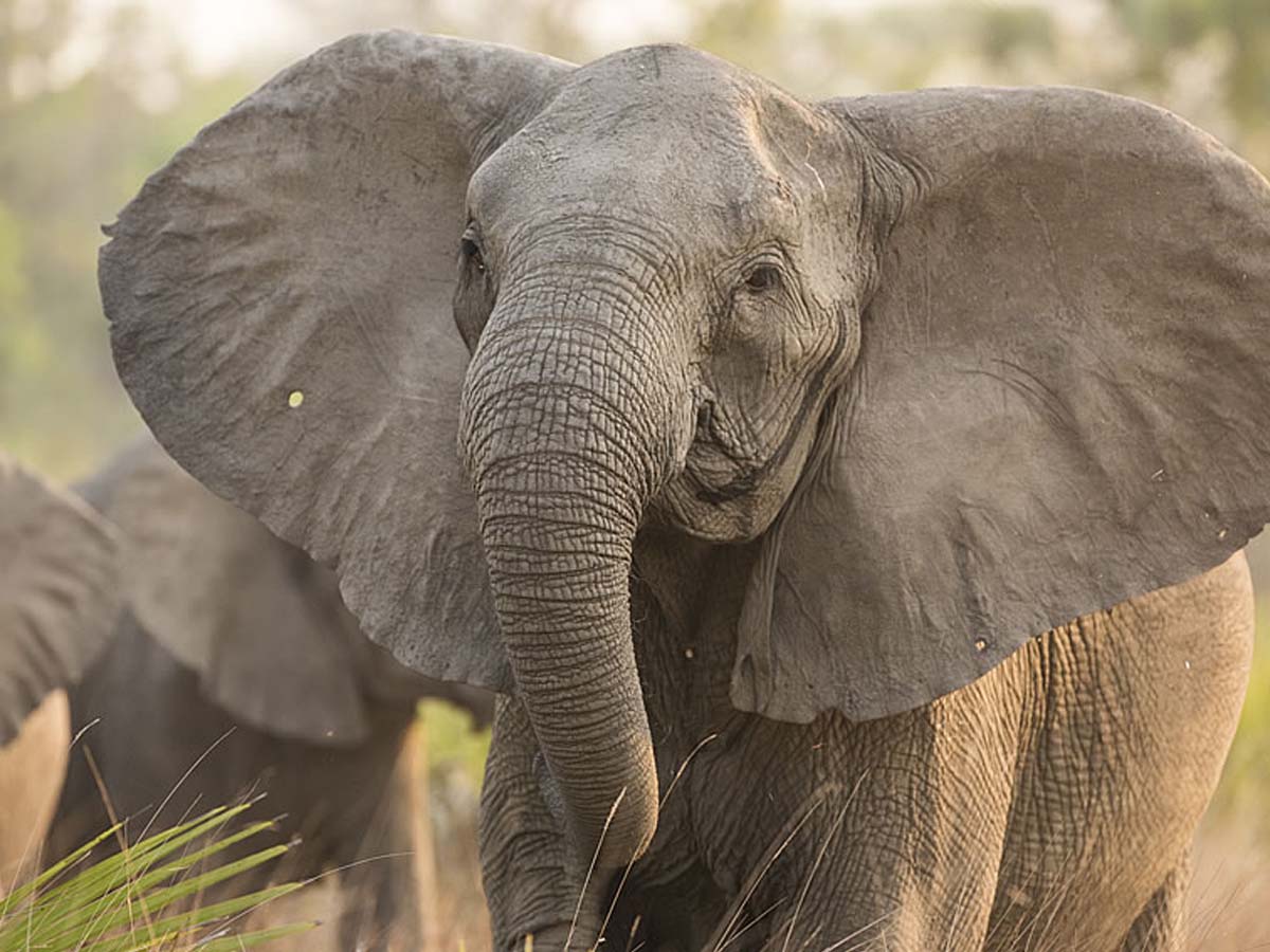 ఇలానే కొన‌సాగితే… వాటికి ముప్పు త‌ప్ప‌దా…!!