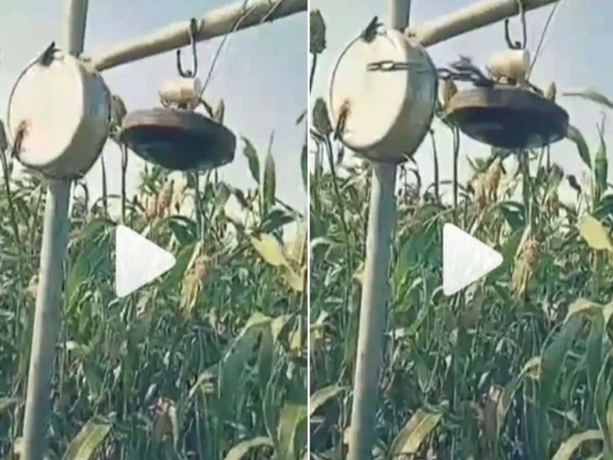 రైతు ఉపాయం: పక్షులు ప‌రార్‌…