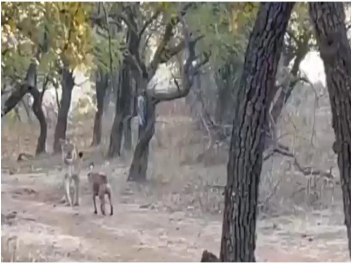 వైర‌ల్‌:  సింహాన్ని ఎదిరించిన గ్రామ‌సింహం…