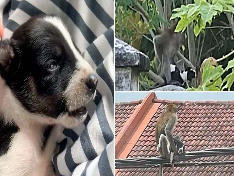 మ‌నుషులే కాదు… కోతులు కూడా కిడ్నాప్ చేస్తాయ‌ట‌…