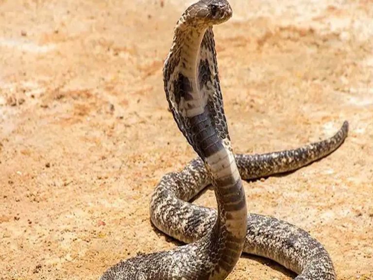 స‌రికొత్త ట్రెండ్‌:  పాముకాటుతో హ‌త్య‌లు…