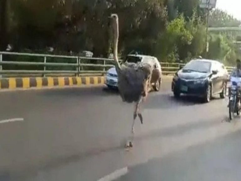 పాక్ రోడ్ల‌పై ఆస్ట్రిచ్ ప‌రుగులు…మండిప‌డుతున్న నెటిజ‌న్లు…