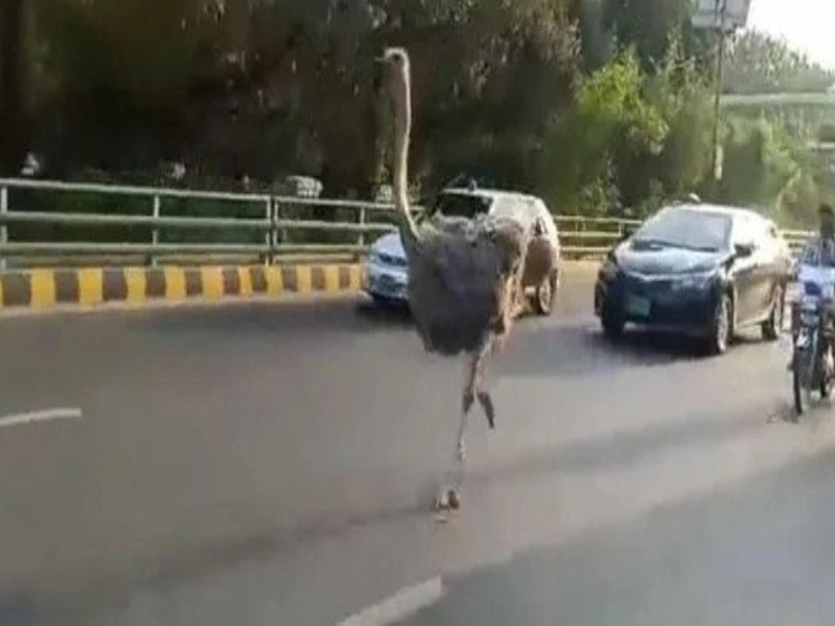 పాక్ రోడ్ల‌పై ఆస్ట్రిచ్ ప‌రుగులు…మండిప‌డుతున్న నెటిజ‌న్లు…