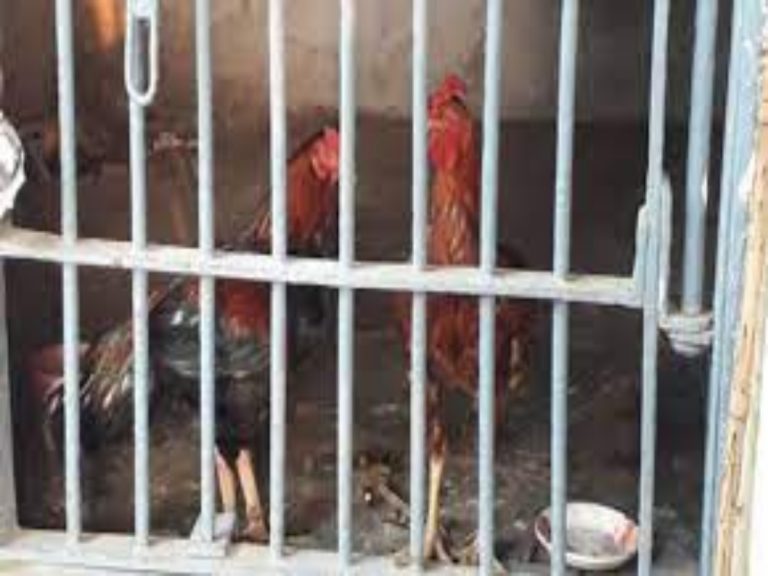 నాలుగు రోజులుగా పోలీస్ స్టేష‌న్లోనే కోడి పుంజులు… ఎందుకంటే…