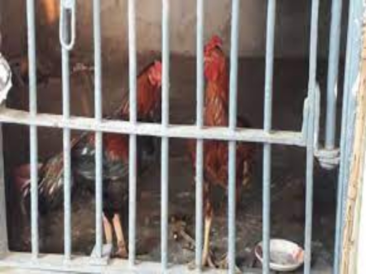 నాలుగు రోజులుగా పోలీస్ స్టేష‌న్లోనే కోడి పుంజులు… ఎందుకంటే…