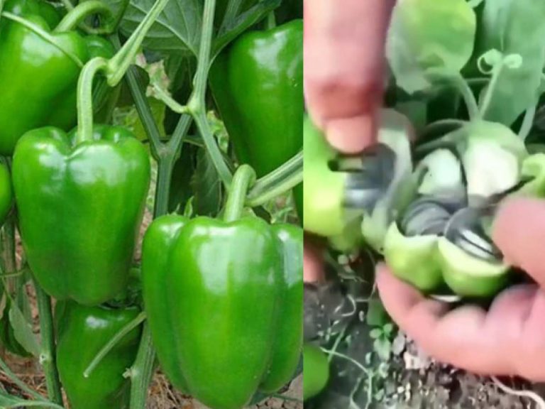 చెట్ల‌కు కాసులు కాస్తాయ‌ట‌… నిజ‌మేనా…!!