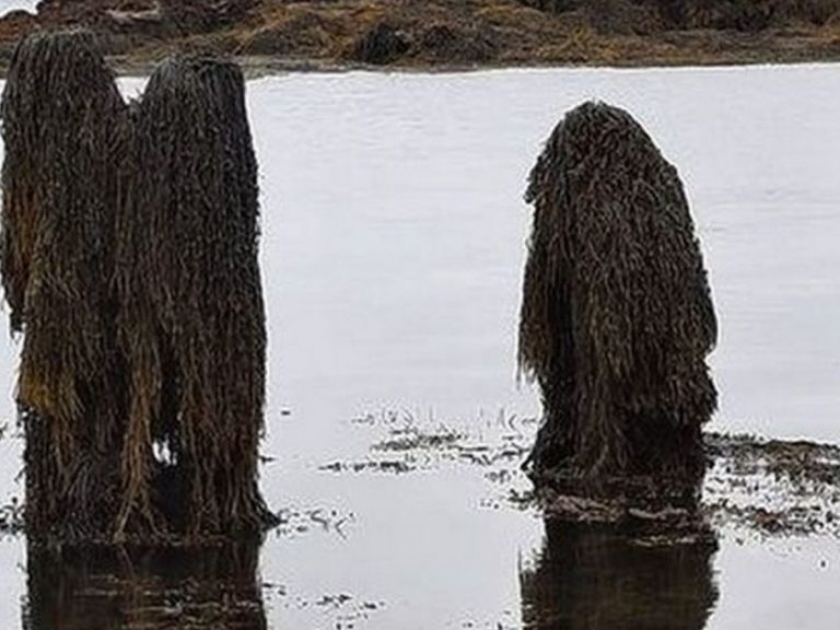 స‌ముద్రంలో వింత ఆకారాలు… ప‌రుగులు తీసిన ప‌ర్యాట‌కులు…