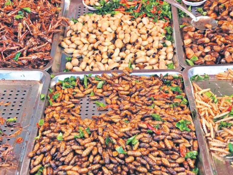 ఈ పురుగుల ప‌చ్చ‌ళ్లు, ఐస్‌క్రీమ్‌లు అక్క‌డ య‌మా ఫేమ‌స్‌…