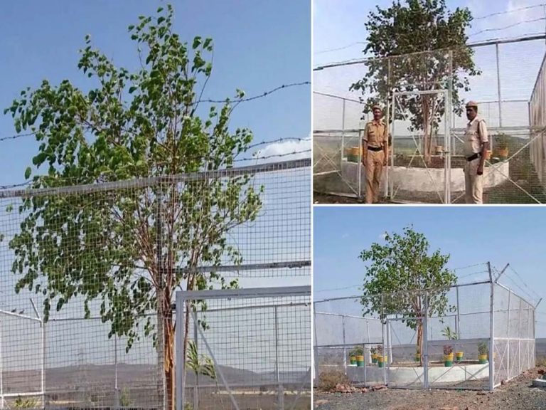 ఆ చెట్టుకోసం నెల‌కు ల‌క్ష ఖ‌ర్చు… చుట్టూ వీవీఐపీ భద్రత… ఎందుకంటే…