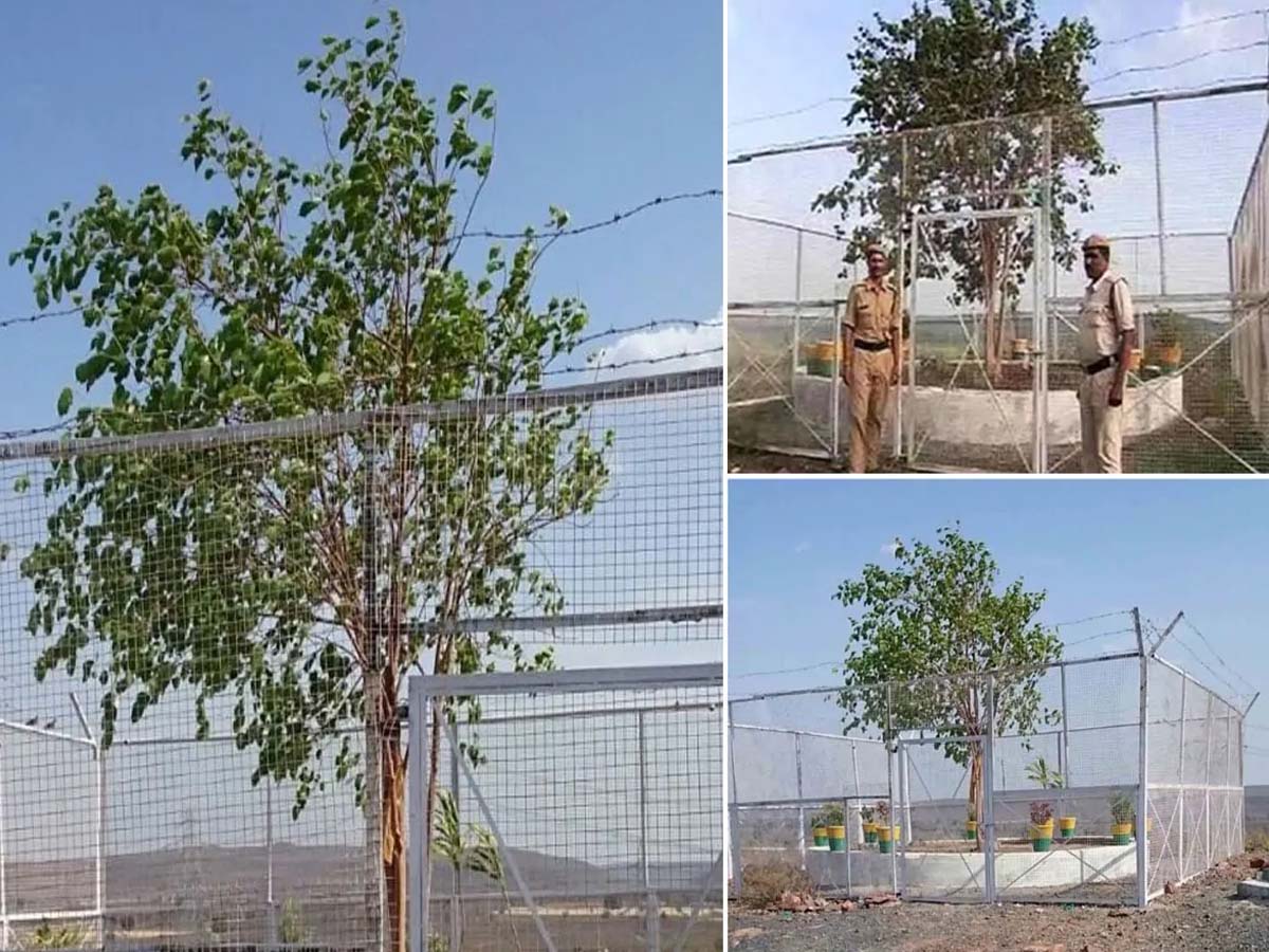 ఆ చెట్టుకోసం నెల‌కు ల‌క్ష ఖ‌ర్చు… చుట్టూ వీవీఐపీ భద్రత… ఎందుకంటే…