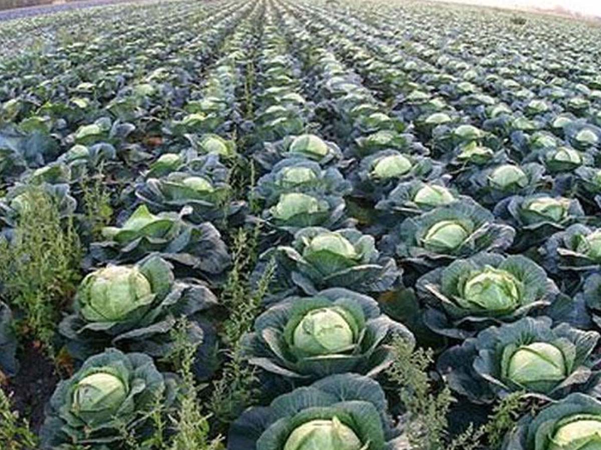 వాటిని ప్యాకింగ్  చేసే ఉద్యోగాల‌కు రూ.63 ల‌క్ష‌ల జీతం…