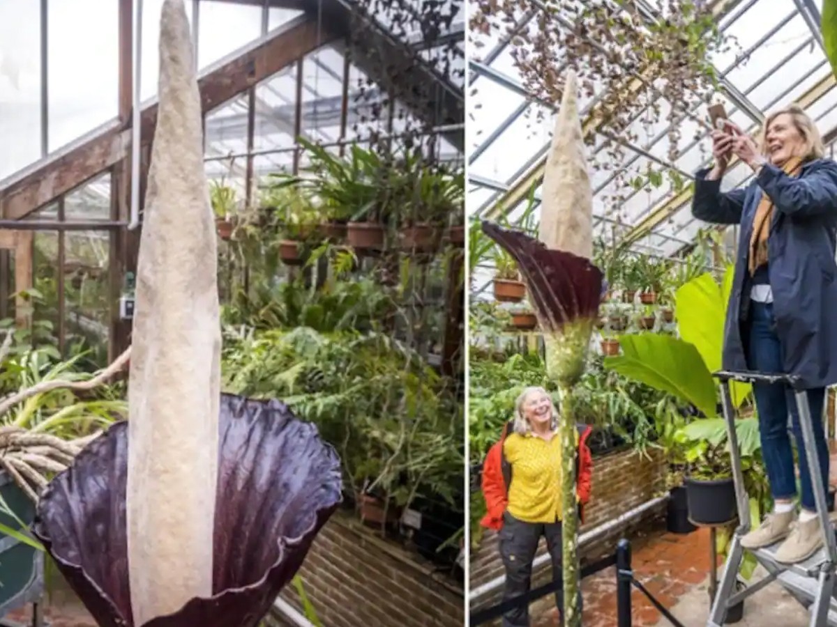 ఈ పువ్వు గురించి తెలిస్తే ద‌గ్గ‌ర‌కి వెళ్ల‌రు… చ‌రిత్ర గురించి తెలిస్తే సెల్ఫీ దిగ‌క మాన‌రు…