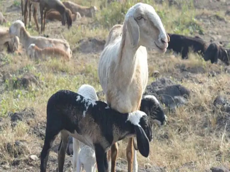 వరంగల్ జిల్లాలో ఆంత్రాక్స్ కలకలం
