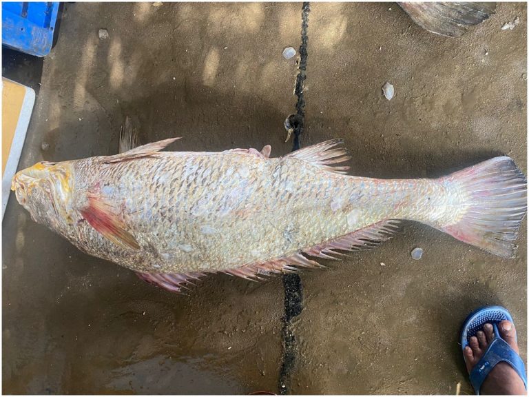 ఆ మత్స్యకారుడి పంట పండింది.. వేలంలో చేపకు భారీ ధర