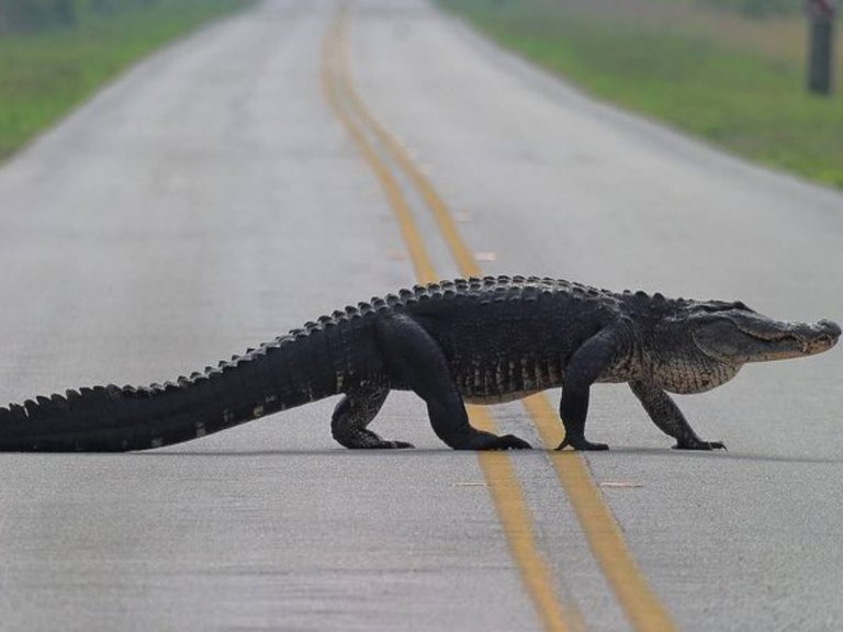 జాతీయ రహదారిపై మొసలి కలకలం..