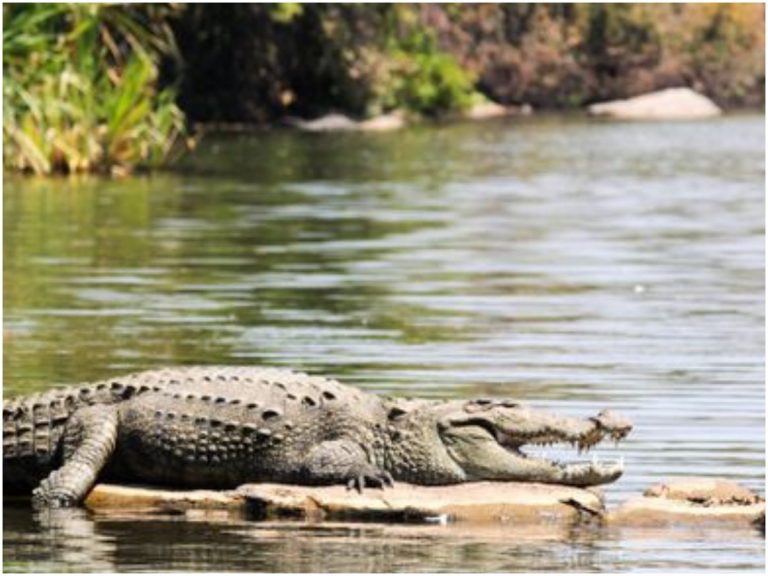 చేపల కోసం వెళితే.. మొసలి మింగేసింది!