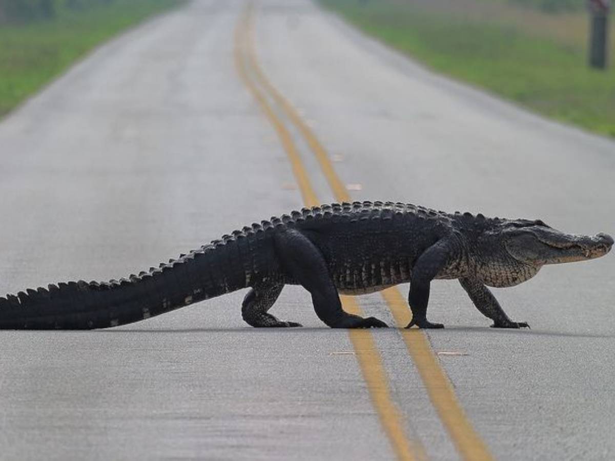 జాతీయ రహదారిపై మొసలి కలకలం..