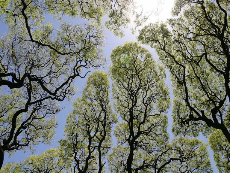 సైంటిస్టుల‌కు తెలివికి ప‌రీక్ష పెడుతున్న చెట్లు… ఇప్ప‌టి వ‌ర‌కు అస‌లు కార‌ణం తెలియ‌దు…