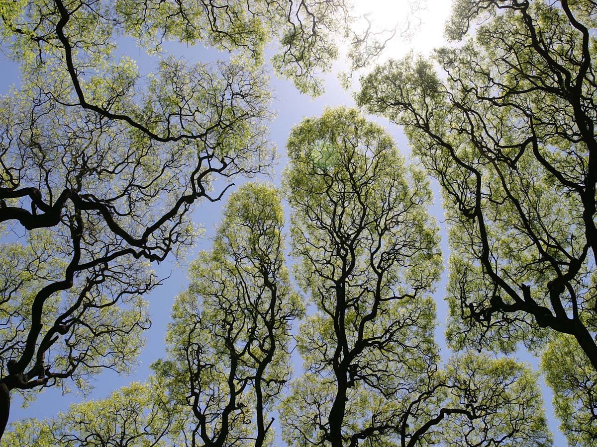 సైంటిస్టుల‌కు తెలివికి ప‌రీక్ష పెడుతున్న చెట్లు… ఇప్ప‌టి వ‌ర‌కు అస‌లు కార‌ణం తెలియ‌దు…