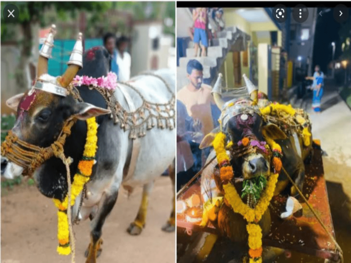 ఆ ఎద్దుకోసం గ్రామ‌స్తులంతా క‌దిలి వ‌చ్చారు… ఎందుకంటే…