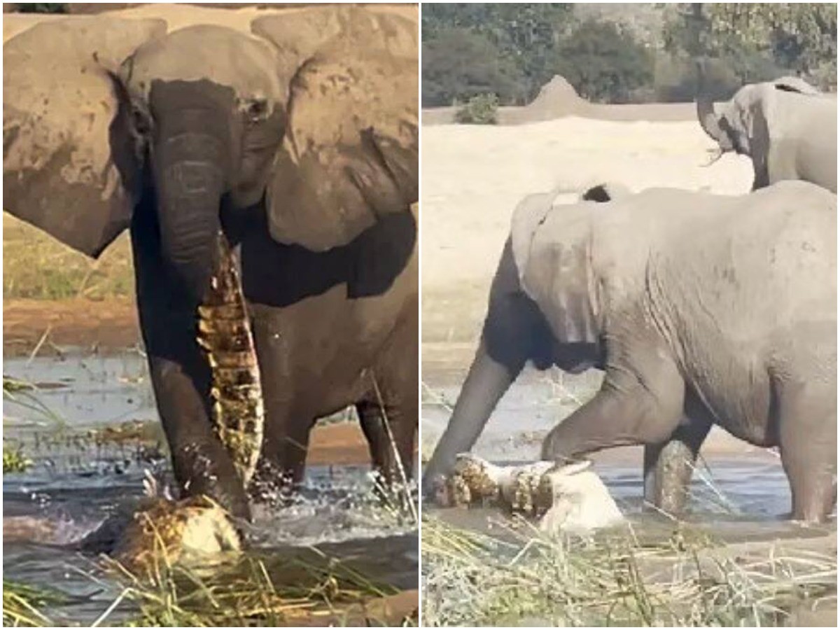 పిల్లలపై ప్రేమ… మొసలిపై పగ.. ఏనుగు ఏం చేసిందంటే?