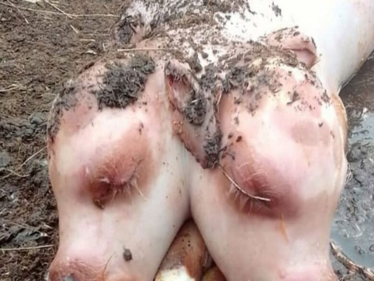 అక్క‌డ రెండు త‌ల‌ల వింత దూడ జ‌న‌నం… వారం రోజుల త‌రువాత‌…