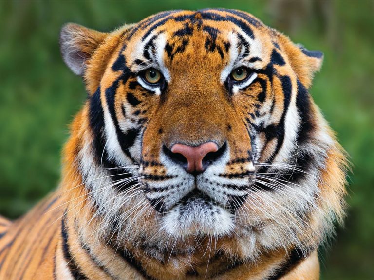 ఆ గ్రామాల్లో పులిసంచారం.. భయం గుప్పిట్లో ప్రజలు