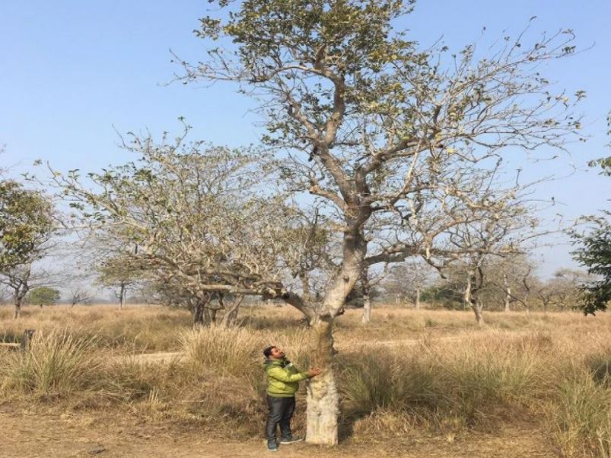 ఈ చెట్టును ముట్టుకుంటే చాలు… కొమ్మ‌లు ఊగిపోతాయి… ఎందుకంటే…