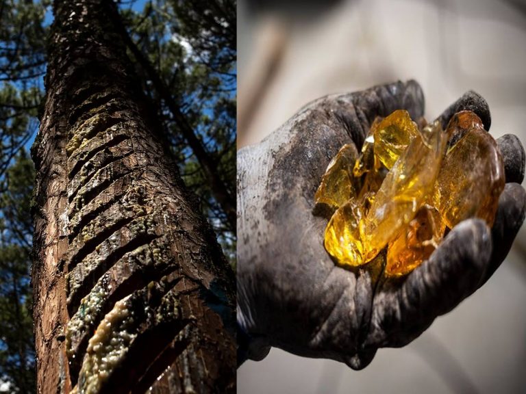 అమ్మ బాబోయ్.. ఆ చెట్లకు బంగారం కాస్తోందంట