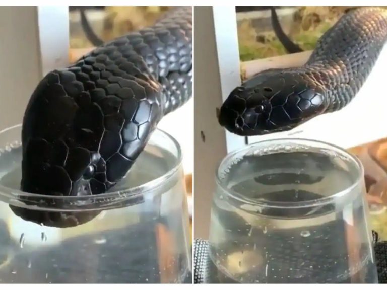 వైర‌ల్‌:  బ్లాక్ కోబ్రా నీళ్లు తాగ‌డం ఎప్ప‌డైనా చూశారా… ఆ వ్యక్తి సాహ‌సానికి ఫిదా…
