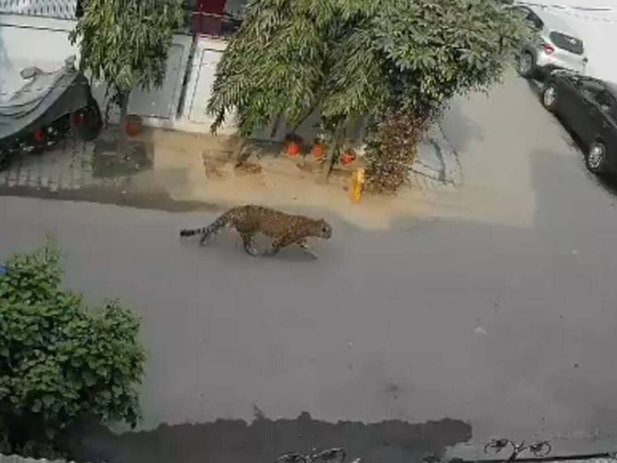 ఘ‌జియాబాద్‌లో చిరుత క‌ల‌క‌లం…